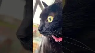 The Most Beautiful And Soothing Cat Eyes Ever.. 🥲 | Lucy The Cat