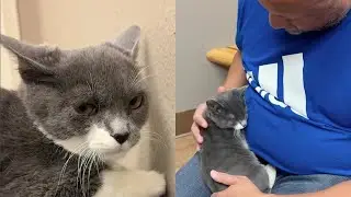 'Mean' Cat That No One Wanted Falls In Love With New Dad 💕
