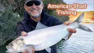 Fishing for American Shad 2022 with Jiggin' Jerry
