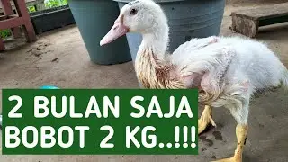 CARA AGAR ANAK ENTOK JUMBO CEPAT BESAR, BERAT BADAN ANAK ENTOK DI UMUR 2 MINGGU DAN 2 BULAN