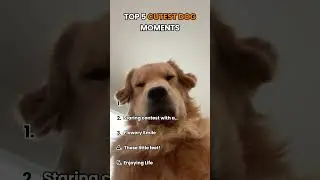 These Dogs will Make Your Day! 🥹🐾 #dogs #cute  #ranking #top5