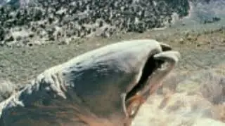 Tremors graboid,shieker e ass-blaster