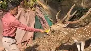 Spotted Deer 🦌 | Chital | Axis axis | Borivali National Park. 