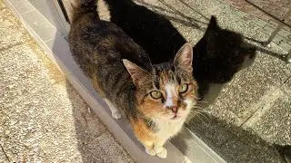 This Cat Waits Outside a Grocery Store for Treats