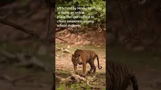 #savethetiger Bandhavgarh National park 🇮🇳