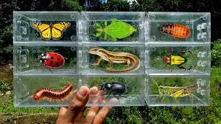 searched for insects in the garden got eaf nsect, Beetle, Dragonfly, Ladybug, Grasshopper