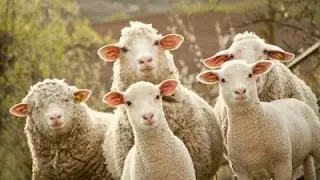 Animal Farm | Characters: Overview & Analysis | 60second Recap&reg;