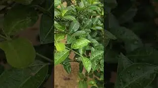 Barbados cherry blossom. Cherry for hot climate.