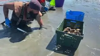 Geoduck harvest