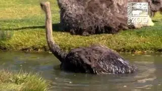 Ostrich Goes Swimming at the Cincinnati Zoo