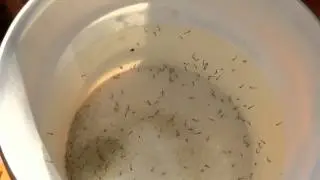 LA MEJOR COMIDA PARA PECES | LARVAS DE MOSQUITO