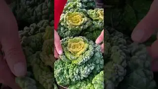 Harvest Fresh Vegetables on Large Field @HappyFarm85 #satisfying #shorts