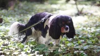 Exploring Woods with Dog | Cavalier King Charles Spaniel