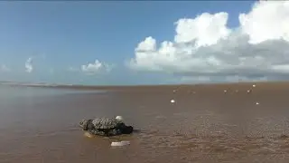 Biologists see record number of green sea turtle nests in Sarasota, Manatee