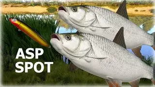 Russian Fishing 4 RF4 Akhtuba River GOOD ACTIVE SPOT FOR ASP