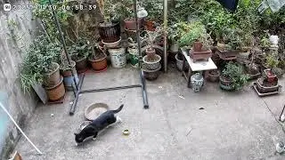 [Feline Patrol] YardCatsCam | 2025-11-30 Yard Cat Live Cam