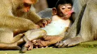 Wonderful! Jazzy if Janna to stays with her a milk very sweet, Jane Janna groom much batter than Ro