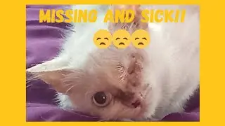 ONE-EYED CAT DOTTIE - MISSING & SICK...CASA MADHOUSE UPDATE & VLOG #catvlog #catlife #rescuelife