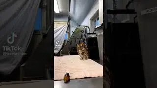 Owl Stare