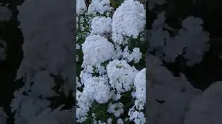 The Dance of the Hummingbird Moth