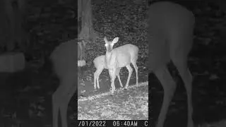 #alien #deer #shorts