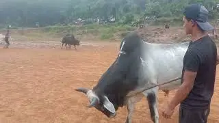 Khalifer vs Punjabi || &iuml;atur masi ha Mawryngkneng
