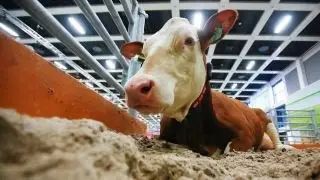 Where's the beef? Cattle tumbles to five-year low