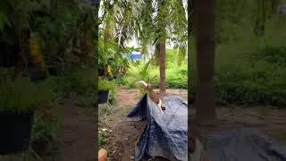 Cat jumps from tree 🌴🐱😻
