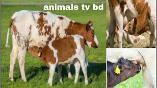 Bay Cow Calf drinking milk from cow big bull drinking cow milk 