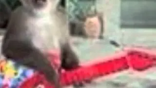 MONKEY'S BLUES