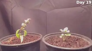 Almost Failed Plant Growth Time Lapse Experiment - Which Grows Faster Stem Vs Seed (Basil)?