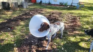 A Dog Vest Saved my Dogs Life