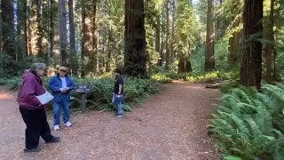 Stout Memorial Grove - Jedediah Smith Redwoods State Park