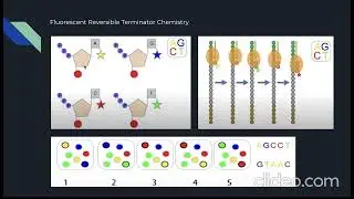 Next Gen Sequencing