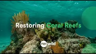 Restoring Coral Reefs