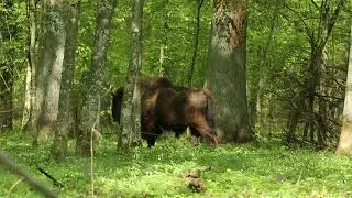 Wild European Bison or Wisent- Bialowieza Forest Poland