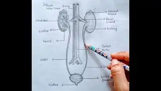 How to draw human urinary system | diagram drawing | urinary system