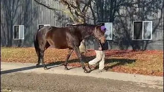 Hip #1209 - Pioneer Woman/Broodmare by Pioneerof the Nile, IF to Tapwrit