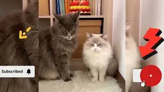 🦊 CATS MEOWING - Make Your Cat or Dog Go Crazy! - Sound Effect