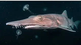 Nothing About goblin shark Is Normal... Here&rsquo;s Why