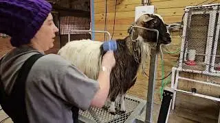 Is She Freezing? Rapid Winter Grooming for My Shaking Goat