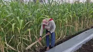 SMART FARMING PROCESS: INSTALLING PLASTIC MULCH ON SANDY SOIL USING SIMPLE TOOLS-Agriculture Farming