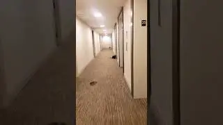 Cat Zoomies in the hallway 🤩
