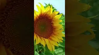🌿✨ Nature&rsquo;s Magic Adventure 🌸🍃🌞
