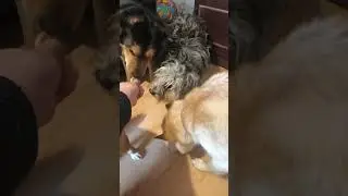 Сушки собачки тоже любят! Друзья! Нам всегда нужна финансовая помощь или корм! Приют ДРУГ ЖИВИ.