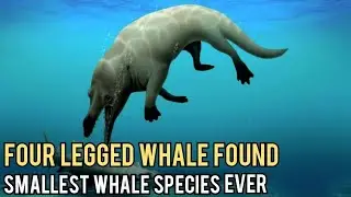 Fossil Of Four-legged Whale Found In Egypt | Miniature whale
