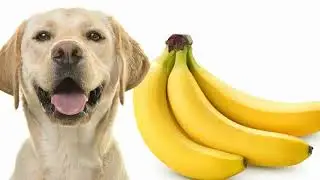 Can Dogs Eat Bananas || can dogs eat banana peels || Dogs eat banana peels