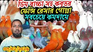 ডিম বাচ্চা সহ সবচেয়ে কমদামে দেশি বিদেশি ফেন্সি রেসার গোল্লা গিরিবাজ কবুতর বিক্রি হবে খামার থেকে