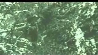 David Belle & Stephane Vigroux (rare video)