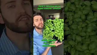 Coltivazione basilico